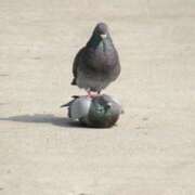 ヒメ日記 2025/06/09 22:29 投稿 れん デザインプリズム新宿