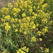 ヒメ日記 2025/04/09 01:46 投稿 ここな【伝説の女電撃移籍】 なすがママされるがママ 宇都宮