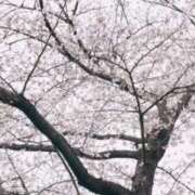 ヒメ日記 2026/03/25 12:15 投稿 野中さとみ 麗しいマダム