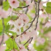 ヒメ日記 2026/03/30 12:05 投稿 野中さとみ 麗しいマダム