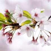 ヒメ日記 2026/03/29 12:05 投稿 野中さとみ 美魔女エステ