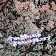 ヒメ日記 2025/04/10 15:50 投稿 ゆきこ 奥鉄オクテツ東京店（デリヘル市場）