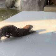 ヒメ日記 2025/10/07 13:52 投稿 あゆな スピード梅田店