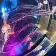 ヒメ日記 2025/06/06 17:49 投稿 ここ ピンクコレクション大阪