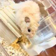 ヒメ日記 2025/08/02 16:41 投稿 ここ ピンクコレクション大阪