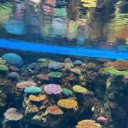 ヒメ日記 2025/11/15 15:40 投稿 ここ ピンクコレクション大阪