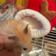 ヒメ日記 2025/12/03 12:51 投稿 ここ ピンクコレクション大阪