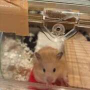 ヒメ日記 2025/12/05 15:31 投稿 ここ ピンクコレクション大阪