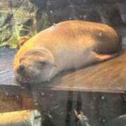 ここ 怠惰🛋🦥 ピンクコレクション大阪