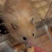 ヒメ日記 2026/03/16 15:46 投稿 ここ ピンクコレクション大阪