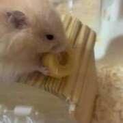 ヒメ日記 2025/05/06 13:39 投稿 ここ ピンクコレクション大阪キタ店