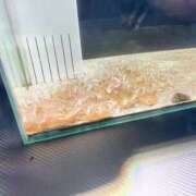 ヒメ日記 2025/08/10 11:49 投稿 ここ ピンクコレクション大阪キタ店