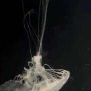 ヒメ日記 2025/11/12 09:19 投稿 ここ ピンクコレクション大阪キタ店