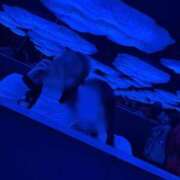 ヒメ日記 2025/11/25 15:19 投稿 ここ ピンクコレクション大阪キタ店