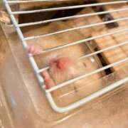 ヒメ日記 2026/03/15 11:29 投稿 ここ ピンクコレクション大阪キタ店