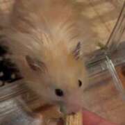 ヒメ日記 2026/03/16 15:49 投稿 ここ ピンクコレクション大阪キタ店