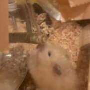 ヒメ日記 2026/07/18 16:29 投稿 ここ ピンクコレクション大阪キタ店