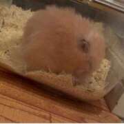 ヒメ日記 2025/12/13 11:42 投稿 ここ ピンクコレクション尼崎店