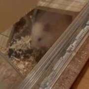 ヒメ日記 2026/05/09 19:32 投稿 ここ ピンクコレクション尼崎店