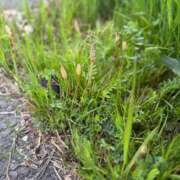 ヒメ日記 2025/03/31 09:42 投稿 りの モアグループ大宮人妻花壇