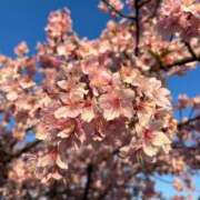 ヒメ日記 2025/02/21 00:32 投稿 紗月(さつき) グランドオペラ横浜