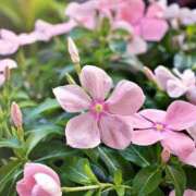 ヒメ日記 2025/03/07 12:42 投稿 紗月(さつき) グランドオペラ横浜