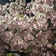 ヒメ日記 2025/03/25 00:02 投稿 紗月(さつき) グランドオペラ横浜