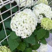 ヒメ日記 2025/06/09 11:06 投稿 紗月(さつき) グランドオペラ横浜