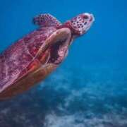 ヒメ日記 2025/02/27 06:03 投稿 ひなた Hip's千葉駅前店