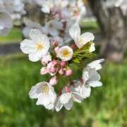 ヒメ日記 2025/04/07 22:48 投稿 工藤 モアグループ大宮人妻花壇