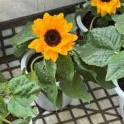 ヒメ日記 2025/08/13 22:15 投稿 工藤 モアグループ大宮人妻花壇