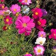 ヒメ日記 2025/10/09 21:33 投稿 工藤 モアグループ春日部人妻城