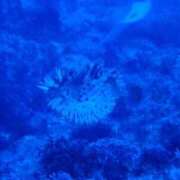 ヒメ日記 2025/10/17 09:35 投稿 ナノハ ソープランドMAX‐マックス- 浅草店