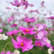 ヒメ日記 2025/11/16 17:25 投稿 ナノハ ソープランドMAX‐マックス- 浅草店