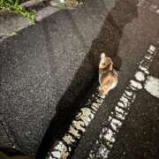 ヒメ日記 2025/07/17 20:30 投稿 咲乃小春 お客様満足度NO.1デリヘル！ 秘密倶楽部 凛 千葉