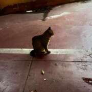 ヒメ日記 2025/09/06 20:42 投稿 咲乃小春 お客様満足度NO.1デリヘル！ 秘密倶楽部 凛 千葉