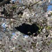 ヒメ日記 2026/04/09 12:13 投稿 まりな 秘密の出張部屋