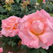 星野せりか 向かってます? MADAM