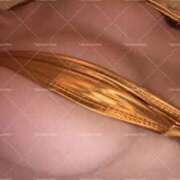 ヒメ日記 2026/03/07 10:11 投稿 滝沢真紀 皇帝別館（こうていべっかん）