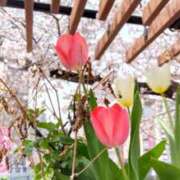 ヒメ日記 2025/04/05 11:58 投稿 環奈(かんな) エッチな熟女(広島)