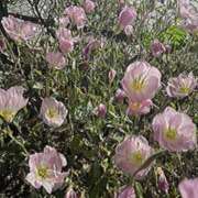 ヒメ日記 2025/06/10 18:07 投稿 叶谷 くらら アロマージュ大宮