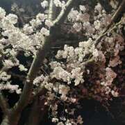 きい 🌸 愛知弥富ちゃんこ