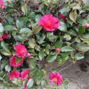 ヒメ日記 2025/08/13 19:25 投稿 ことみ 多恋人倶楽部　宇部店