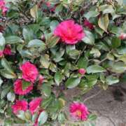 ヒメ日記 2025/10/25 09:50 投稿 ことみ 多恋人倶楽部　宇部店