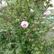 ことみ おはようございます😊 多恋人倶楽部　宇部店