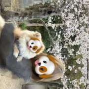 ヒメ日記 2026/04/06 08:36 投稿 れいな club さくら日本橋店