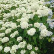 ヒメ日記 2025/07/30 20:16 投稿 まよ 奥様メモリアル