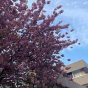 ヒメ日記 2025/05/19 09:09 投稿 くるみ 完熟ばなな札幌・すすきの