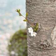 ヒメ日記 2025/04/10 15:02 投稿 佳乃(よしの) PLUS梅田店