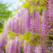 ヒメ日記 2025/05/15 02:03 投稿 横川 MadameRest(マダムレスト)